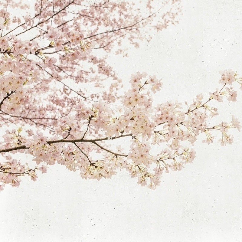panoramique-arbre-fleur-blossom-rose