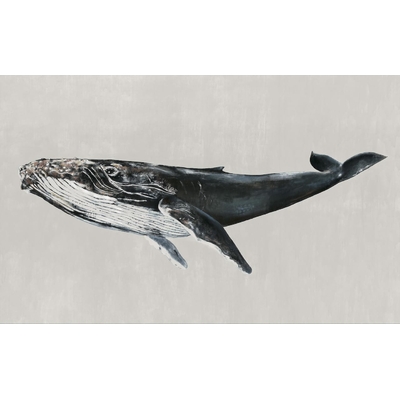 Papier humpback whale M. Houldsworth