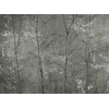 woods-extra-silver-murals-coordonne
