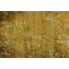 woods-gold-mural-coordonne