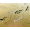 koi-gold-mural-coordonne1