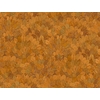 CASAMANCE FEIJOA SAFRAN