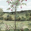 PANORAMIQUE NOBILIS SOBIRIER DES OISEAUX 5
