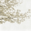 panoramique-arbre-fleur-blossom-gris