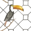 papier-peint-enfant-oiseaux-toucan
