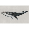 papier-peint-panoramique-baleine-bleu-Humpback-Whale-Grey-9500103