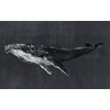 papier-peint-panoramique-baleine-bleu-Humpback-Whale-Night-9500102