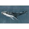 papier-peint-panoramique-baleine-bleu-Humpback-Whale-Vintage-9500101