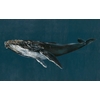 papier-peint-panoramique-baleine-bleu-Humpback-Whale-Ocean-9500100