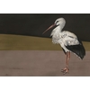 papier-panoramque-oiseau-heron-Stork-Mother-Black-9500300