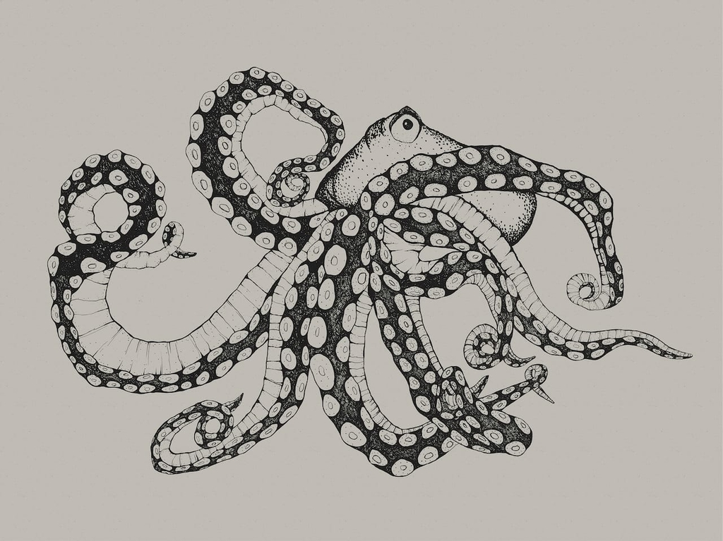 papier-peint-panoramique-pieuvre-Octopus-X-Ray-Ink-9500800