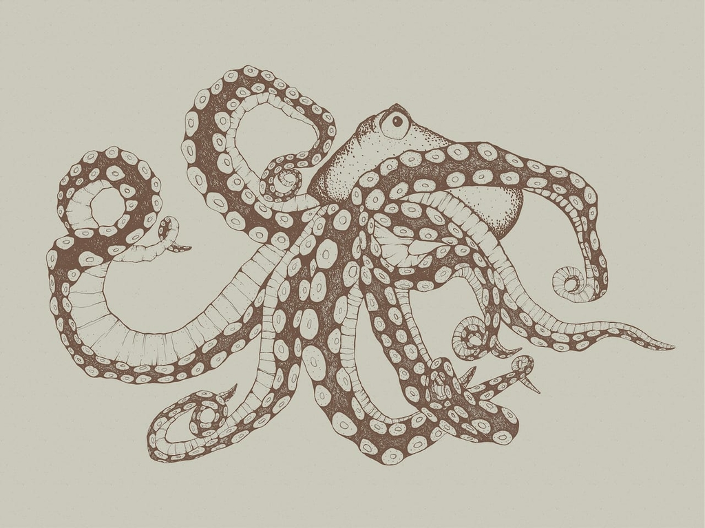 papier-peint-panoramique-pieuvre-Octopus-X-Ray-Papirus-9500801