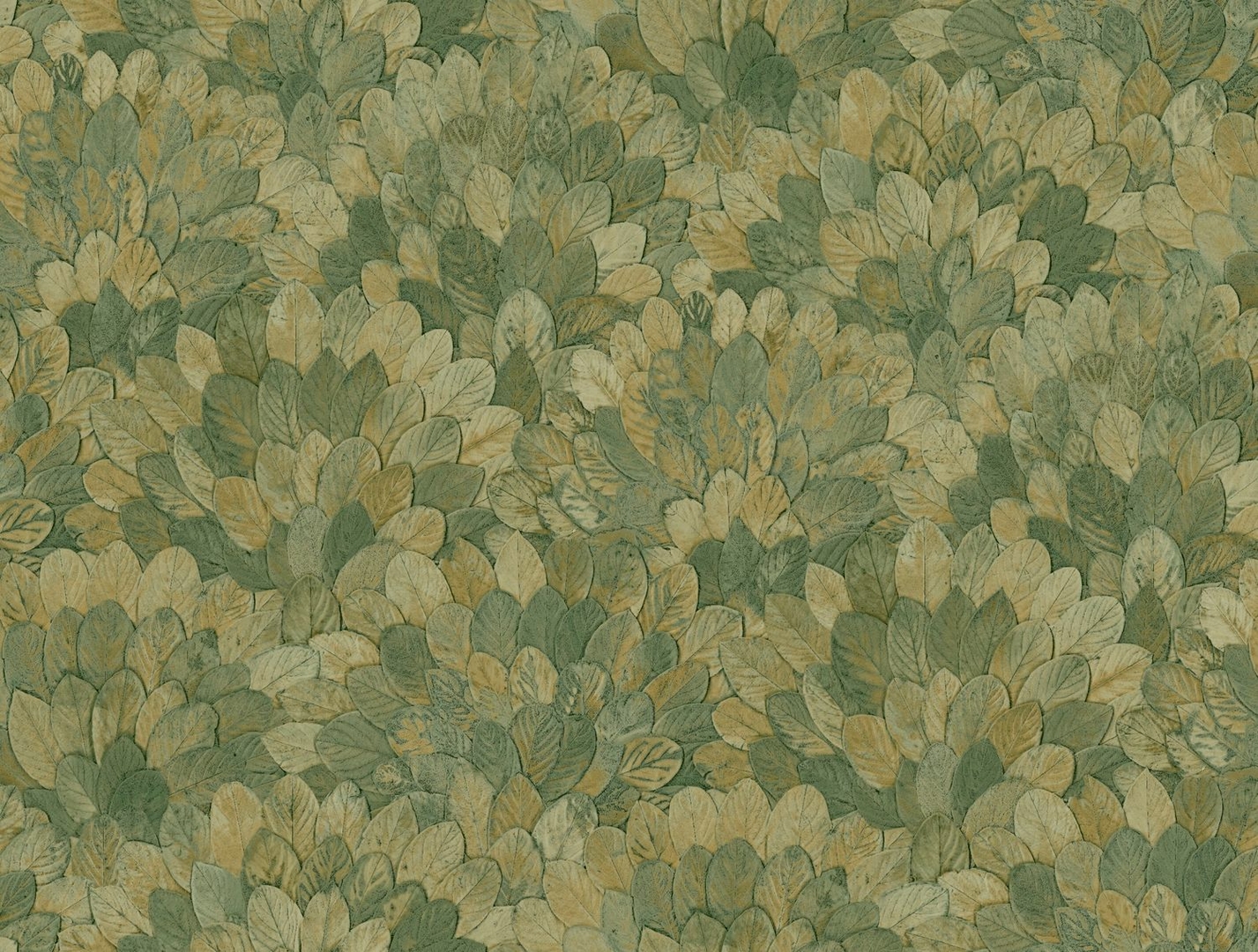 CASAMANCE FEIJOA CYPRES