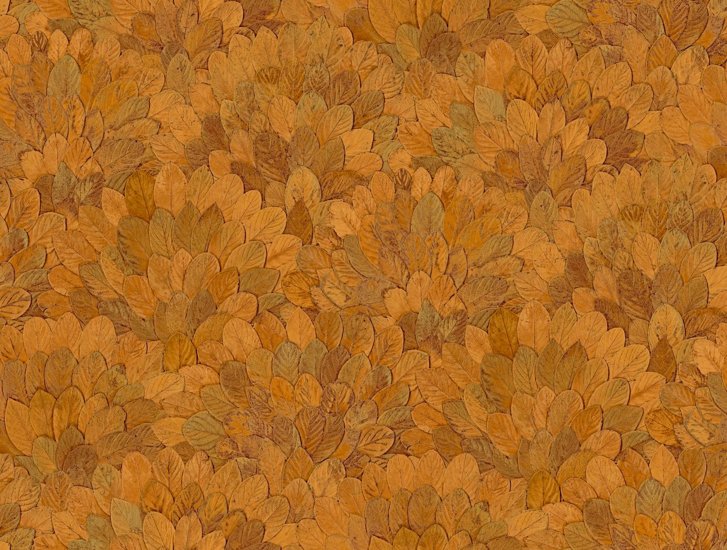 CASAMANCE FEIJOA SAFRAN