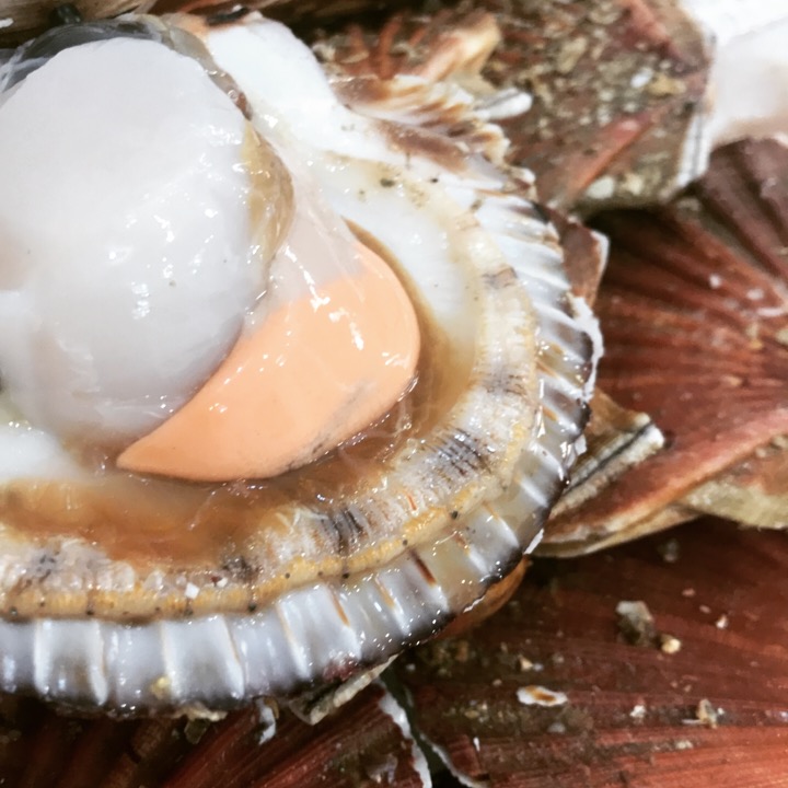 coquille