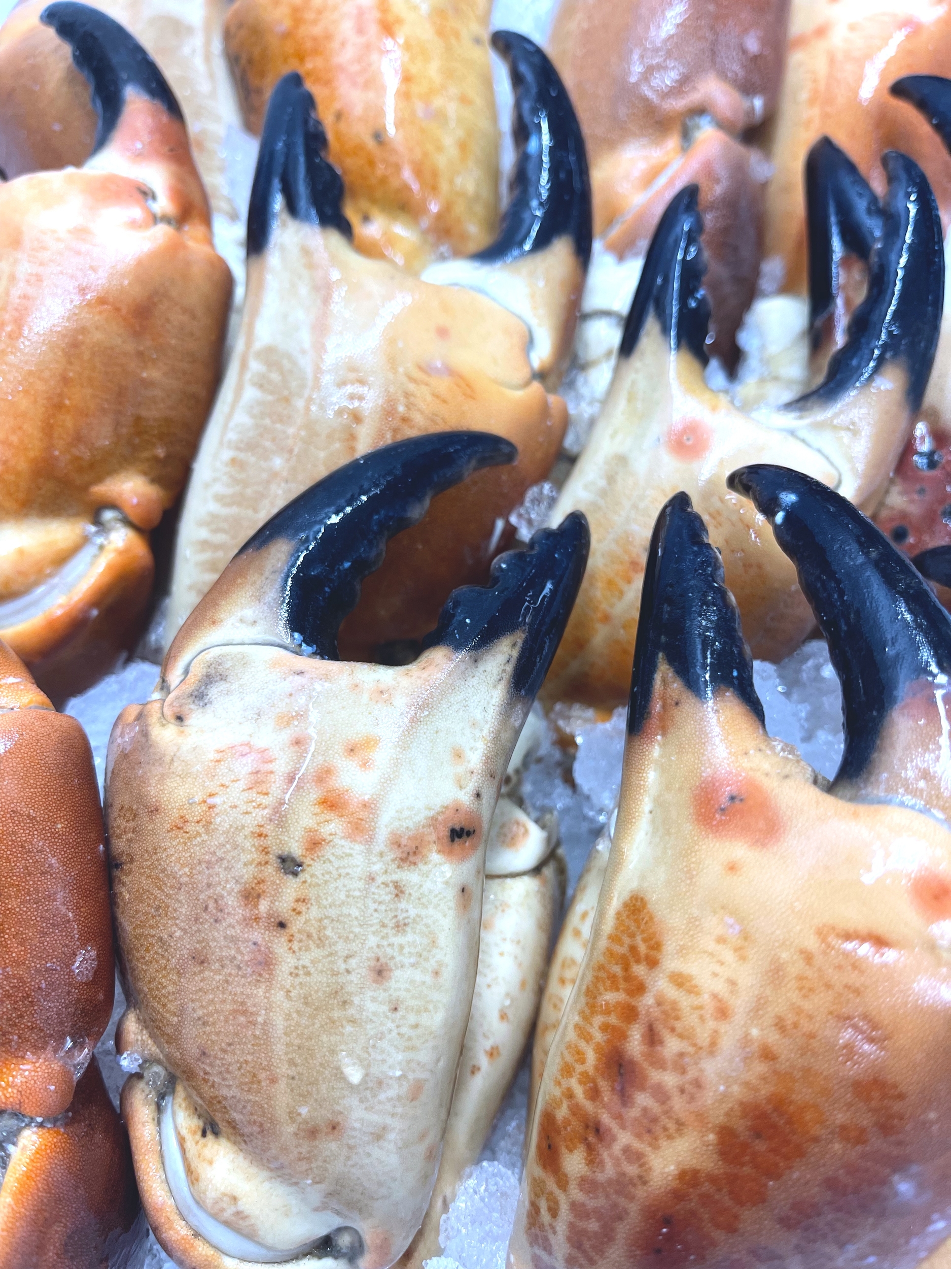 pincetourteaux