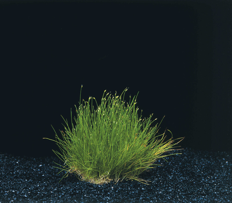 Eleocharis Parvulus