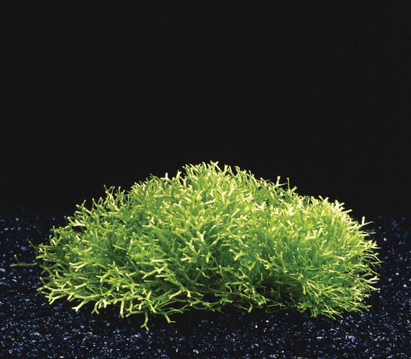 Riccia Fluitans