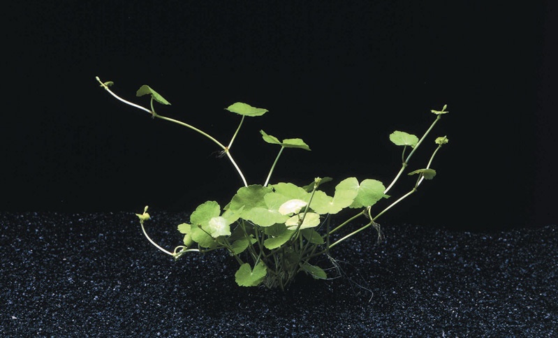 Hydrocotyle Leucocephala