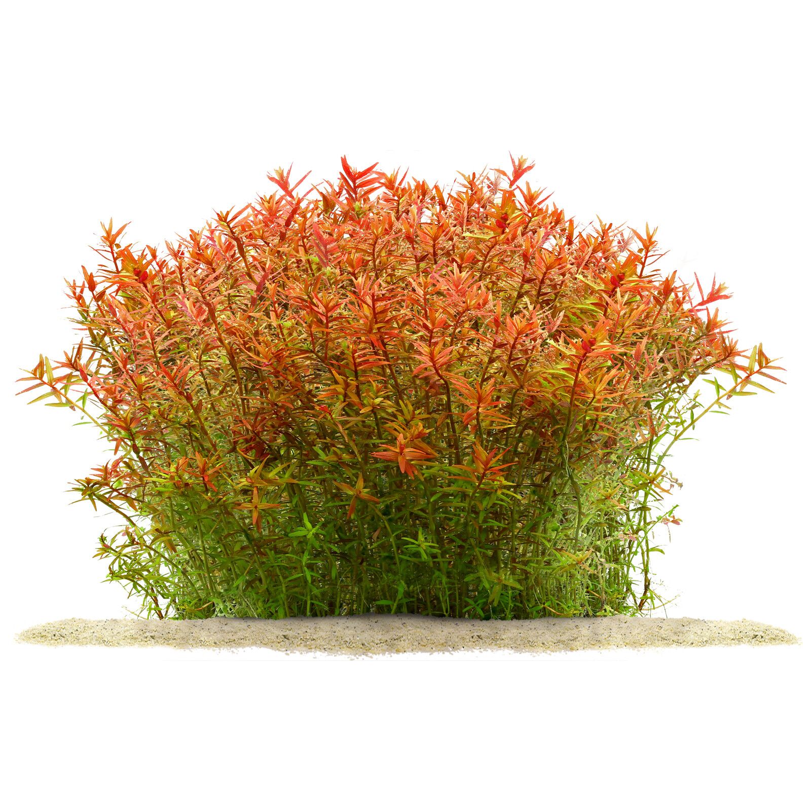 rotala-rotundifolia-orange-juice