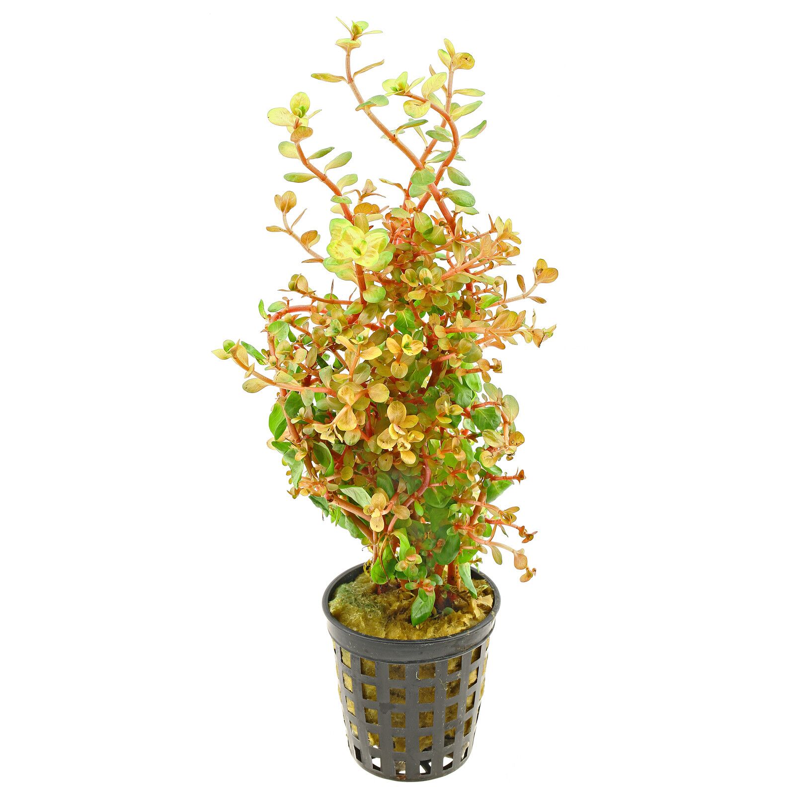 rotala-rotundifolia-orange-juice-topf