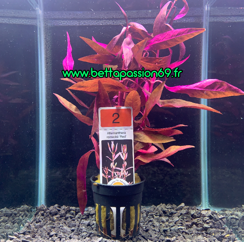 IMG_B53F1F6600CD-1