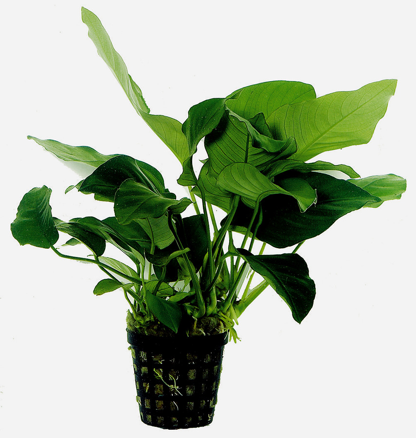 8715897015656-anubias-barteri-var-nana-5-cm-pot-900