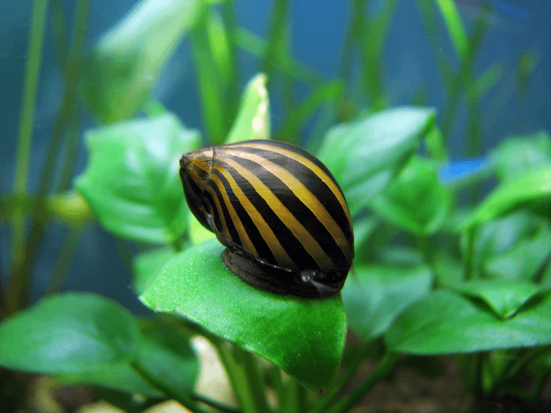 escargot-mangeur-d-algues-neritina-natalensis-neritina-zebre