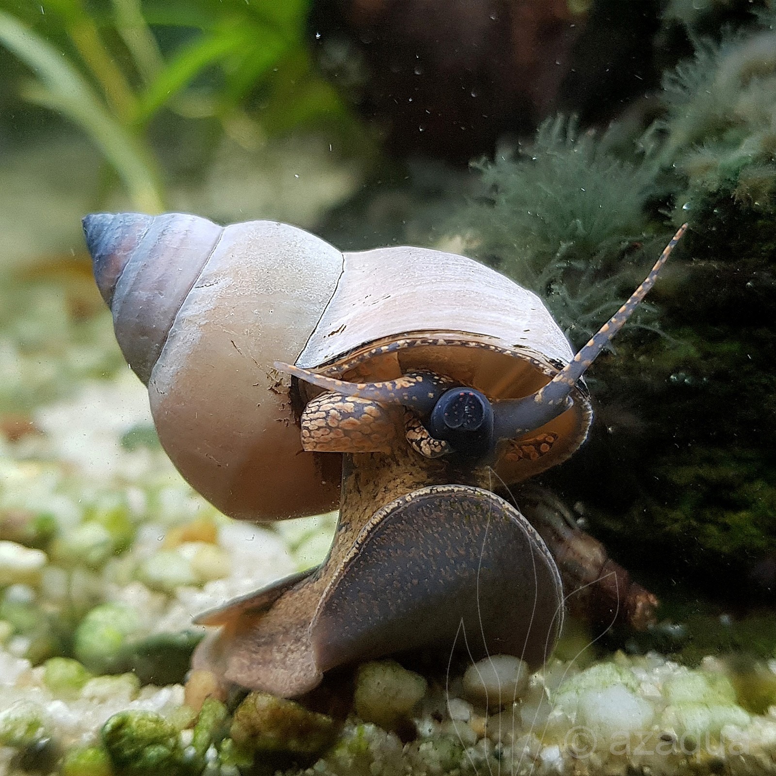 filopaludina-martensi-white-wonder-snail