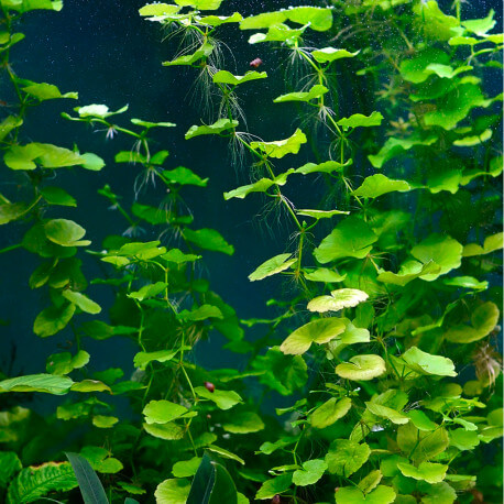 hydrocotyle-leucocephala-premium
