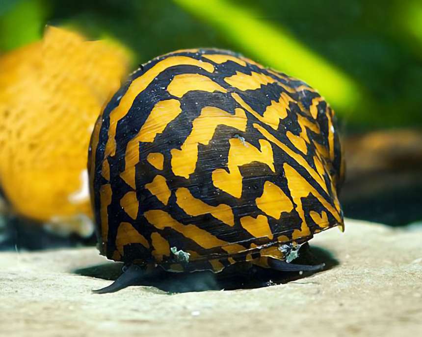 garnelio-schnecke-big-stripe-mosaik-rennschnecke-neritina-sp-2_430x430@2x
