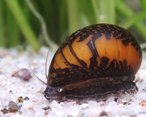 Neritina-variegata-9QQI4mgBjvtg9R_600x600