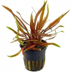 cryptocoryne-spiralis-tiger-in-pot-aquaflora-2