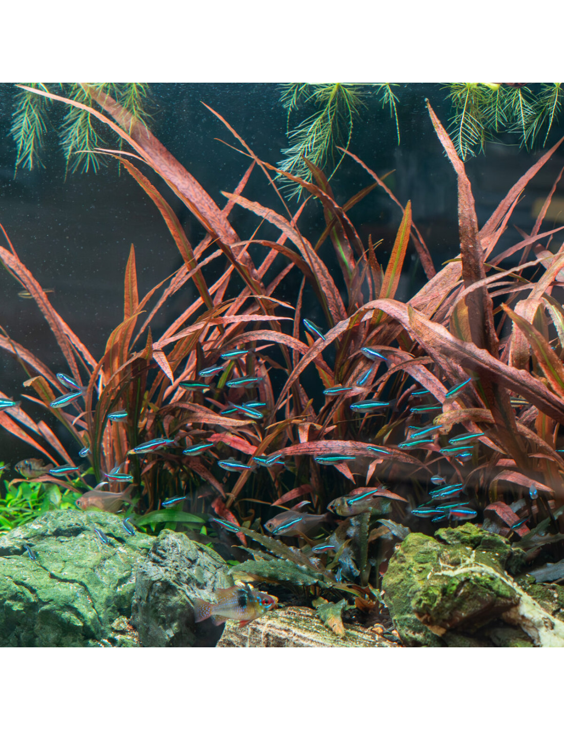 cryptocoryne-spiralis-red