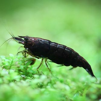 Lot De 20 Crevettes D'aquarium Vivantes Neocaridina Multi-couleurs - Taille 1,5-2 Cm, Facile D'entretien, Idéal Débutant