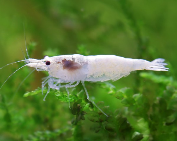 Garnelio-Garnele-Snowstorm-Zwerggarnele-Neocaridina-palmata_600x600