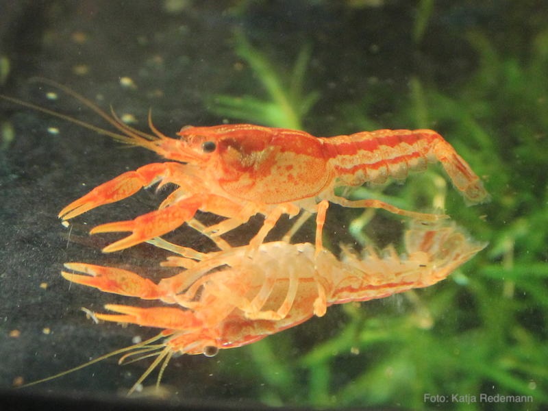 CPO_Cambarellus_patzcuarensis_orange