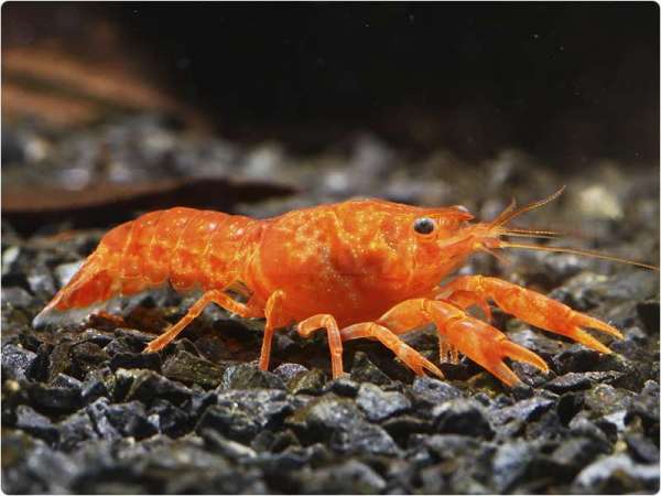 cpo_cambarellus_patzcuarensi_orange_1_600x600-2x_600x600