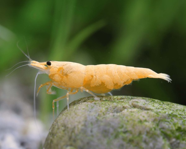 Garnelio-Garnele-crested-cream-neocaridina-davidi-1keuv2EB5Jl7DQ_600x600