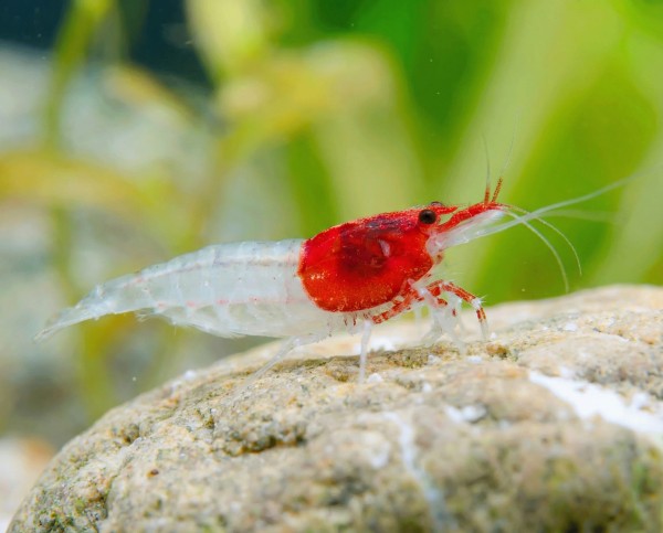 Red-Neck-Garnele-Neocaridina-davidi-02tbzaZWmi0PnWZ_600x600
