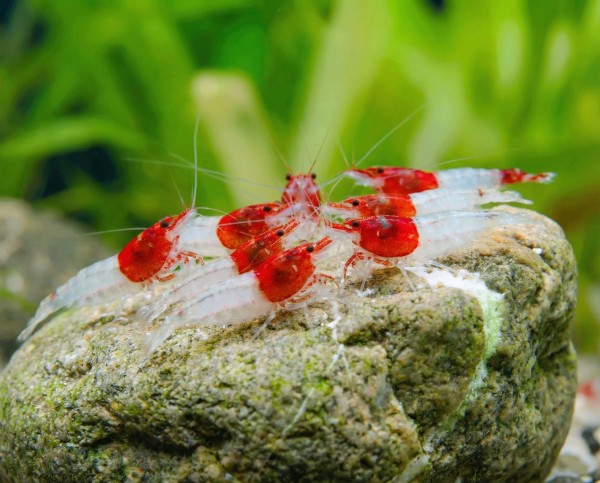 Red-Neck-Garnele-Neocaridina-davidi-03LGS7WmYQPtHts_600x600