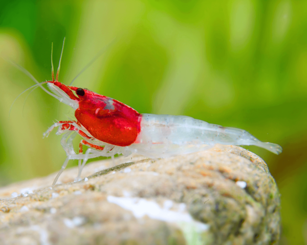 red-neck-1LiWlmSgkHoLch_600x600