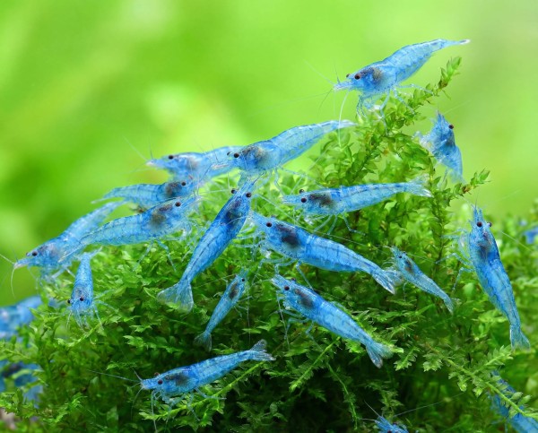 blue-jelly-garnele-01X304oI27OELLM_600x600