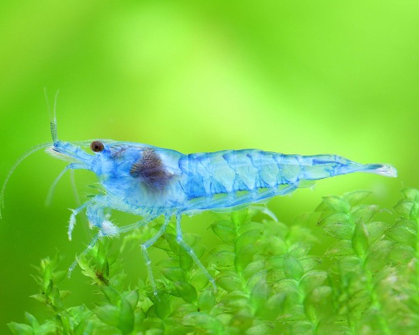 Garnelio-Garnele-blue-jelly-neocaridina-davidi-18rZfhgFfB73Op_600x600