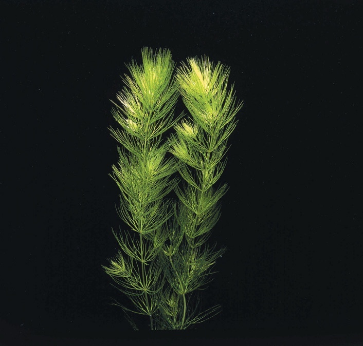 Ceratophyllum Demersum