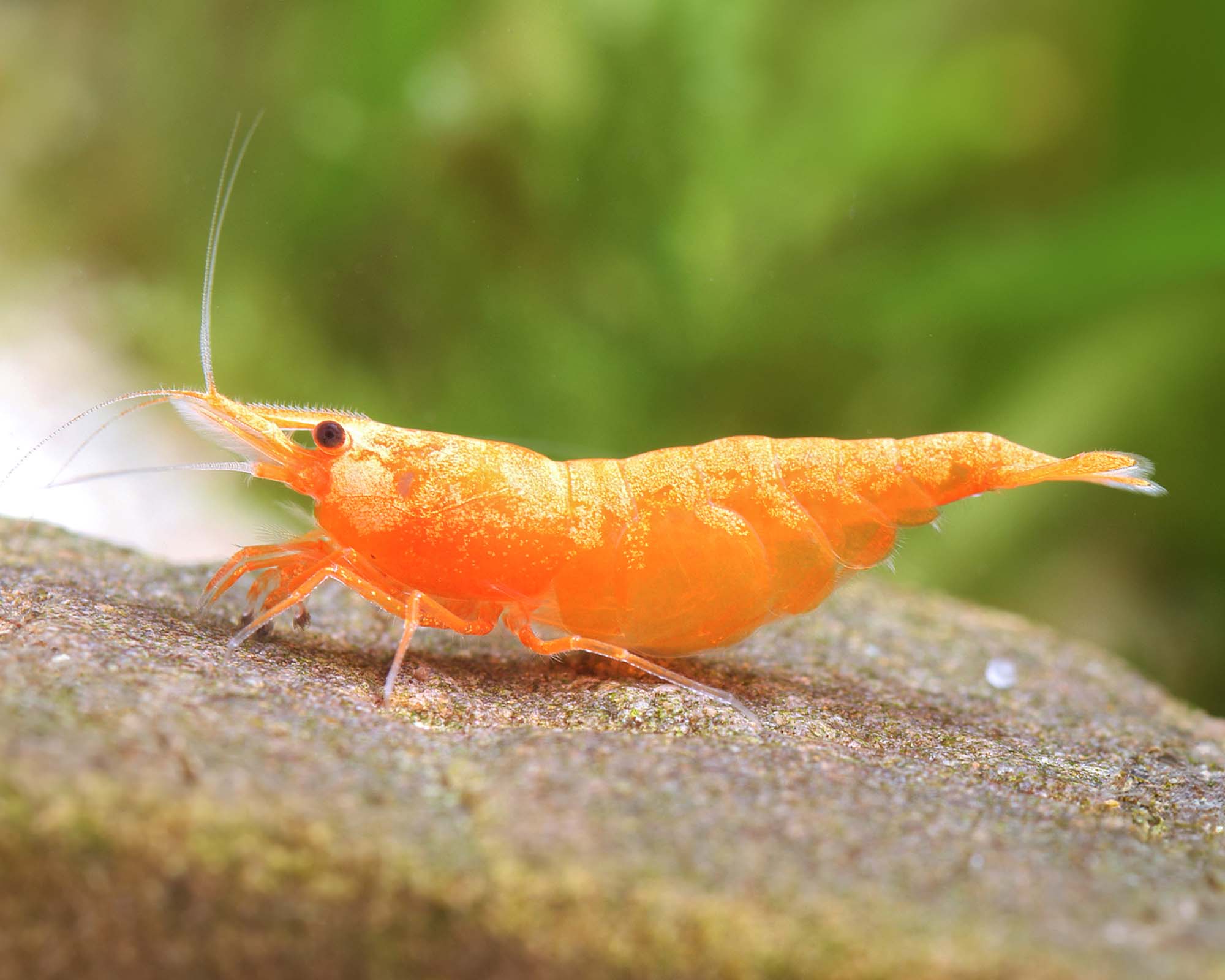 garnelio garnele orange fire sakura sunkist neocaridina davidi 1