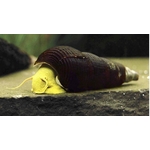 tylomelania-yellow-rabbit