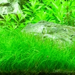 Eleocharis-parvula-plante-aquarium-pot
