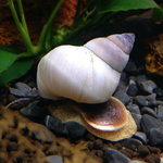 vivos-white-wizard-snail-filopaludina-martensi