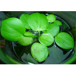 amazon-frogbit02